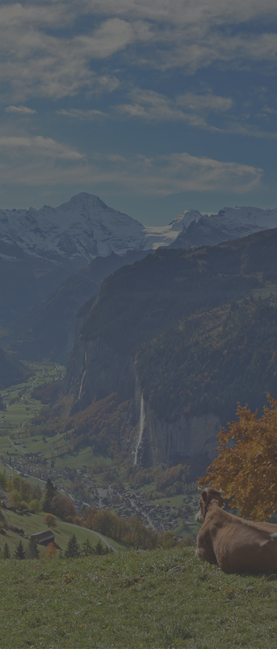 made in bern mobile banner